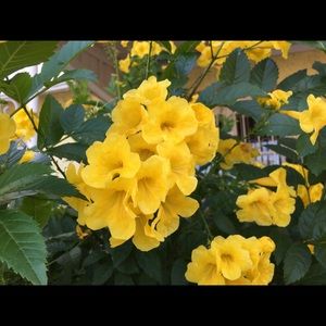 Meet your Posher, Isabel